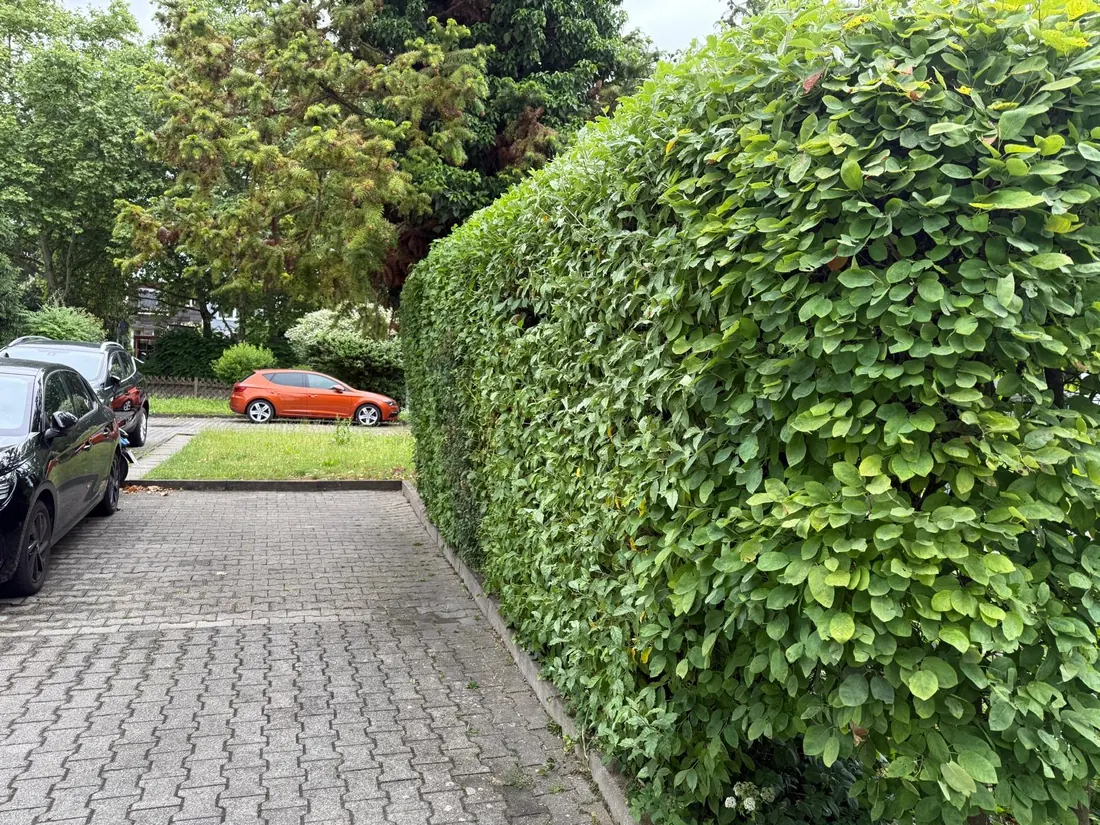 Nachher: frisch geschnittene Hecke nach dem Heckenschnitt durch den Hausmeisterservice in Reutlingen