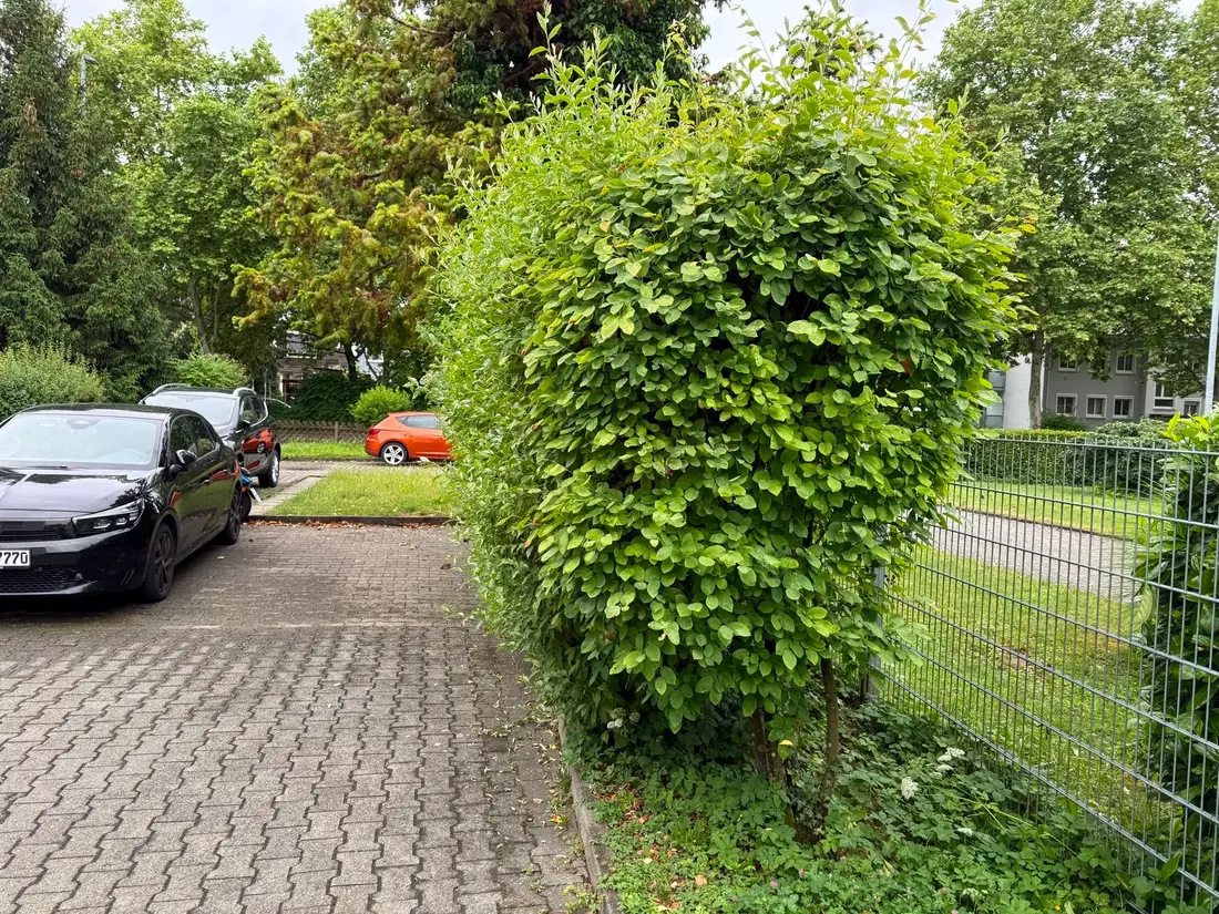 Vorher: überwucherte Hecke am Parkplatz einer Wohnanlage in Reutlingen