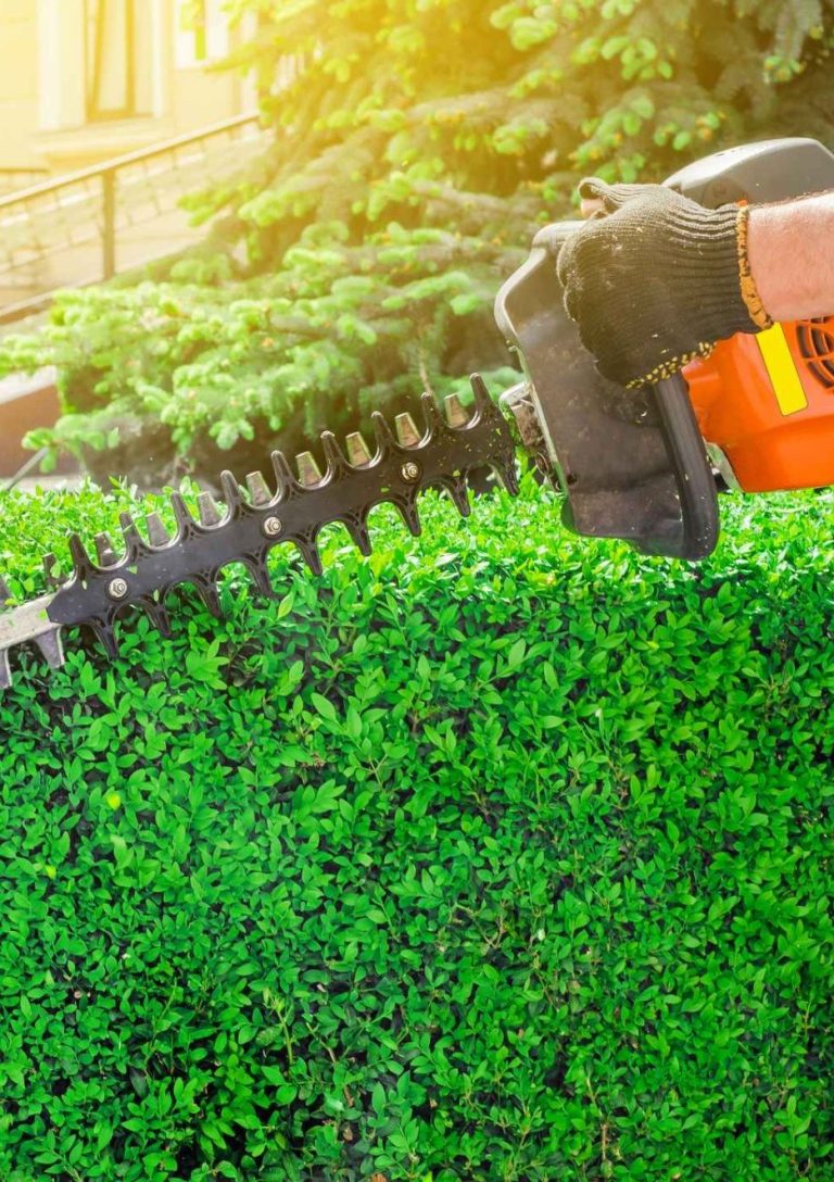 Grünanlagenpflege für Gewerbeimmobilien in Reutlingen – Hecke schneiden im Außenbereich
